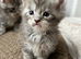Tica registered Maine coones