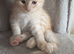 Beautiful ragdoll X
