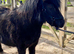 Stunning Standard Shetland
