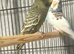 Black faced budgies
