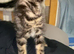 Beautiful kitten