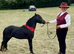 ASPC / amhr registered 5 yr old stallion