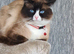Ragdoll kittens