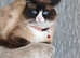 Ragdoll kitten READY NOW