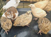 Jumbo Coturnix Quails and fertile eggs for hatching
