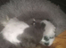 Shih Tzu puppies last boy & Girl