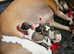 Kc whippets pups