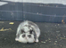 Male mini lops