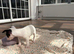 Girl Jack Russel puppy Minnie