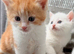 Adorable kittens looking for new homes