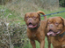 Dogue De Bordeaux