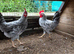 2 X cockerel for sale