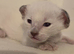 Sweet siamese little boy