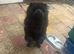 Chow chow