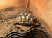 10month old Herman tortoise