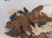 Dendrobates tinctorius &lsquo;Powder Blue&rsquo; Dart Frogs &ndash; Juveniles &ndash; Nottingham