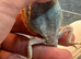 Bearded dragon for free, please read  full description