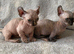 Beautiful Sphynx Dwelf Female Kittens