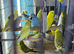 Baby’s budgies Glasgow