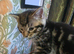 Two GORGEOUS kittens ready for loving homes