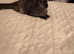 GCCF Registered Mainecoon