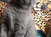 Blue BSH British shorthair kittens