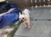 Kc registered French bulldog