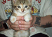 2 Tabby Kittens