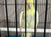 Beautiful Male Cockatiel for sale