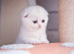 Pedigree kittens