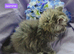 Mainecoon 1 girl left
