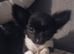 Chiuaha pup for sale