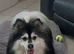 Champs F2 pomsky stud Dog