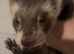 Ferret cross polecats 3 left