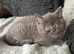Female British shorthair kitten
