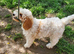 Cavapoo poo puppies