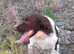 English springer spaniel