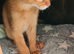 Last abyssinian lad