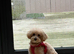 Maltipoo Puppy 11month