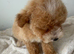 Poochon puppy's