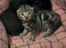 Stunning Bsh x chunky kitten’s for sale