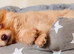 5mth old pomeranian