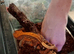 2 baby crested geckos