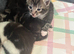Kittens for sale