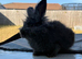 Angora lion head mixed breed