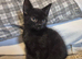 Last 2 females kittens 8 weeks old