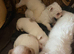Jack Russel Terrier Pups