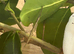 Indian stick insects