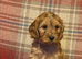 8x beautiful cockapoo puppies 5 boys 3 girls