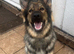 Urgent Rehome of Female GSD